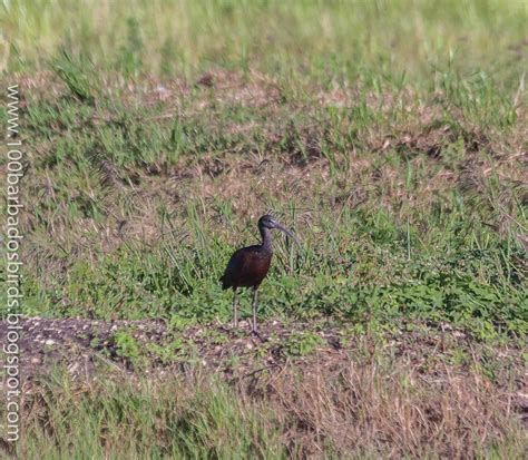 Birds Of Barbados The Barbados Birds And Birding Report September