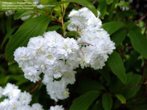 Plant Identification Closed White Flowering Shrub Id 5 By Rosinabloom