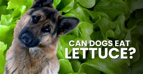 Can Dogs Eat Lettuce Dogs Naturally