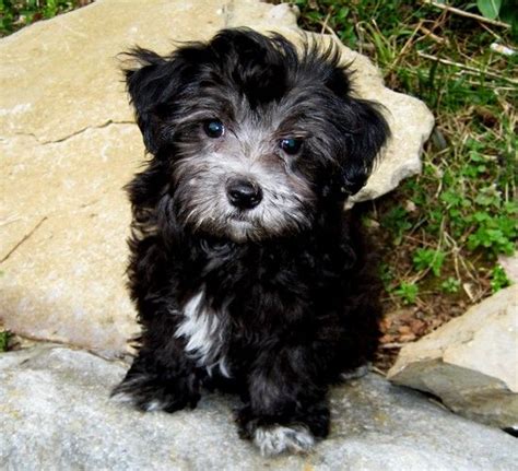 Maltipoo Pictures Cute Animals Baby Dogs Little Dogs