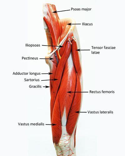 Labeled Muscles Of Lower Leg Yahoo Search Results Human Anatomy