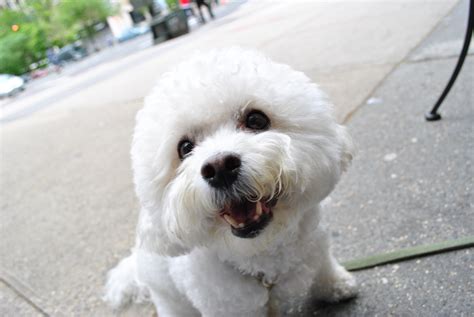 Bichon Frise Dog Breed Information All About Dogs