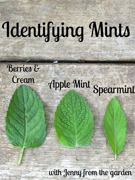 Identifying Mints Mint Plants Container Herb Garden Growing Mint