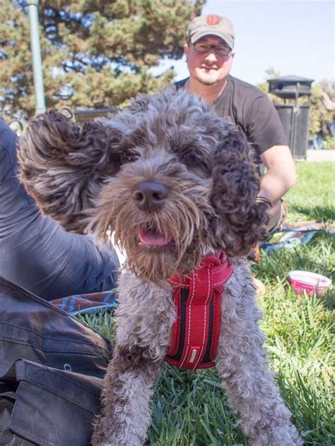 We ship our australian labradoodle puppies for sale to usa, throughout canada and europe. Our Families | Australian labradoodle puppies, Labradoodle ...