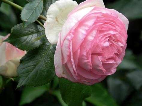 The 7 Best Climbing Roses For Your Garden Gardenista Climbing Roses Climbing Roses Trellis
