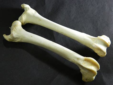 1 Deer Leg Bone Commercial Grade 9 12 Deer Leg Bones Etsy