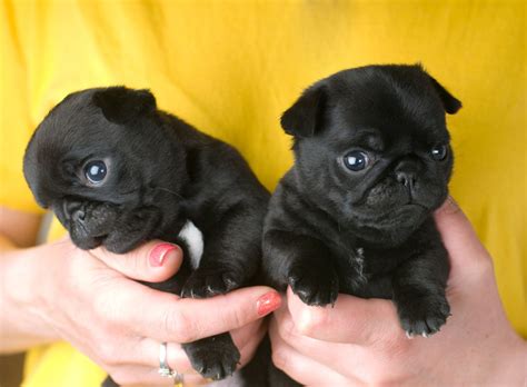 The Real Information About Teacup Pugs You Cant Afford To