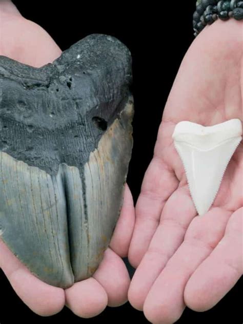 Discover The Largest Shark Tooth Ever Discovered 748 Inches Az