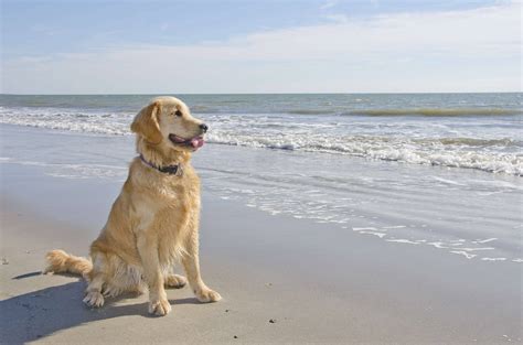 Golden Retriever Puppy On The Beach Hammock Coast