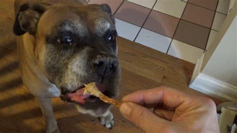 Something To Make You Smile Dog Eating Peanut Butter Youtube