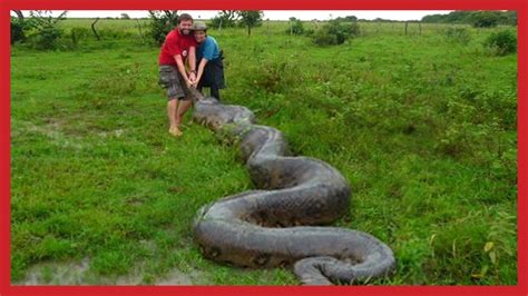 Giant Picture Biggest Anaconda Snake