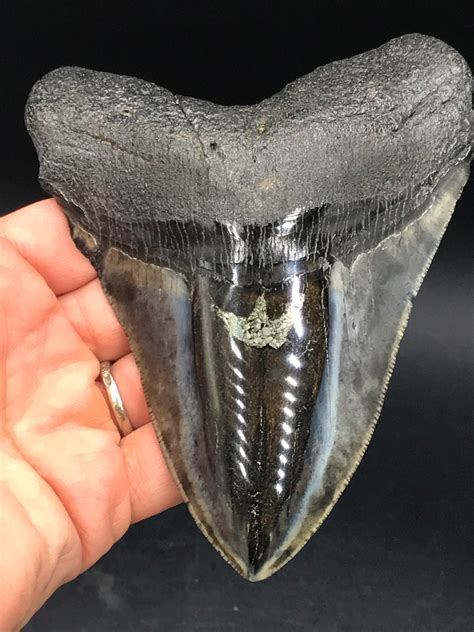 Lot Shark Fossil Natural Collectible Specimen Tooth Megalodon