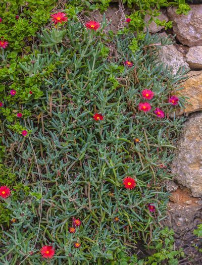 Drought Tolerant Succulent Ground Cover Plants Canvas Ly