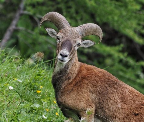 Portrait Of A Wild Mouflon Sheep Hilarysview Blipfoto