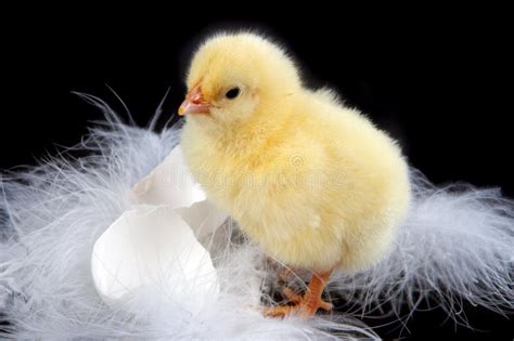 Baby Chick Coming Out Of Egg Stock Image Image Of Macro Yellow 20441543