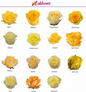 Golden Tower Yellow Rose Variety Ebloomsdirect Eblooms Farm Direct Inc