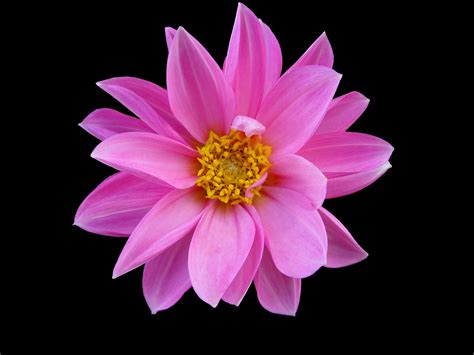 In addition to explaining the parts of a flower, we provide pictures of those parts and additional resources on flowers. Cute Pink Flower - We Need Fun