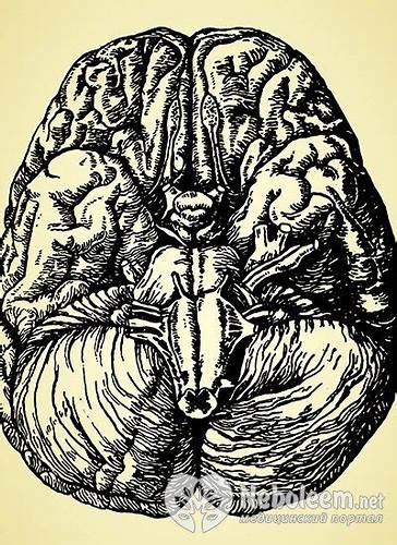 Гипоталамического синдром диета Гипоталамический синдром - причины, симптомы, диагностика и лечение Гипоталамический синдром - причины, симптомы, диагностика и лечение Гипоталамического синдром диета