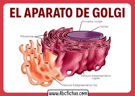 Aparato De Golgi Y Sus Partes Abc Fichas