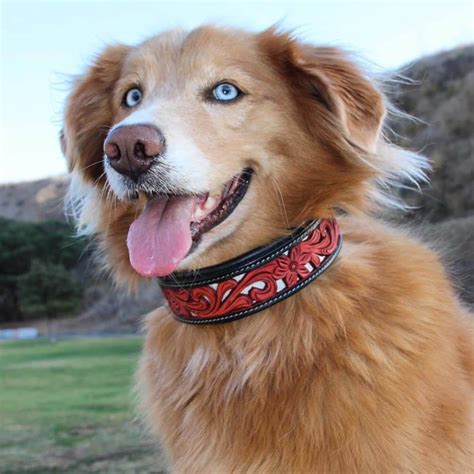 Golden Husky Golden Retriever And Siberian Husky The Dogman