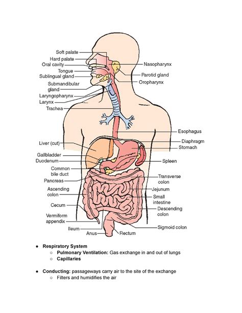 Anatomy Final Exam Review Notes - Respiratory System Pulmonary