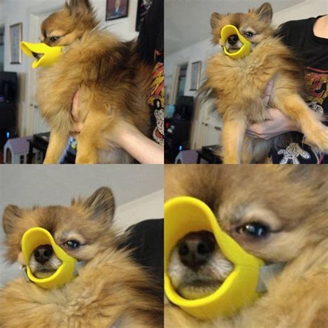 This Dogs Face After Having A Duckbill Muzzle Put On To Keep Him From