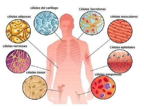 ideas de Tejidos del cuerpo humano tejidos del cuerpo humano histología anatomia y fisiologia