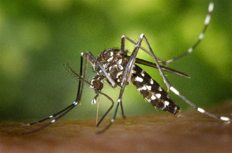 Mayroon Bang Gamot Sa Dengue Alamin Mula Sa Isang Doktor