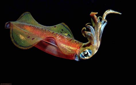 Squid Download Sea Wallpaper Rainbow Colored Squid Deep Sea