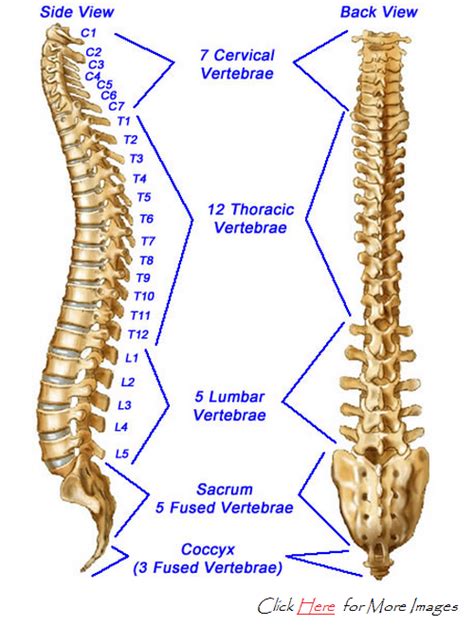 Thoracic Spine Labeled