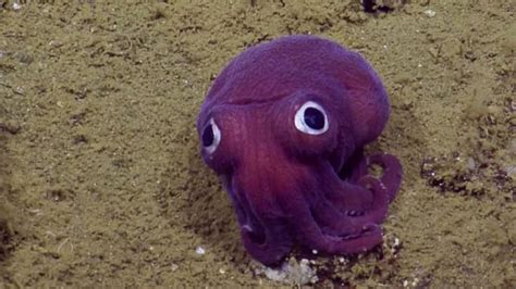 Deep Sea Scientists Capture Footage Of Googly Eyed