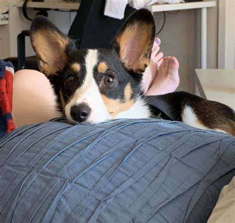 My Brothers Corgi Wrigley Turns 8 Months Old Today She Still Hasnt