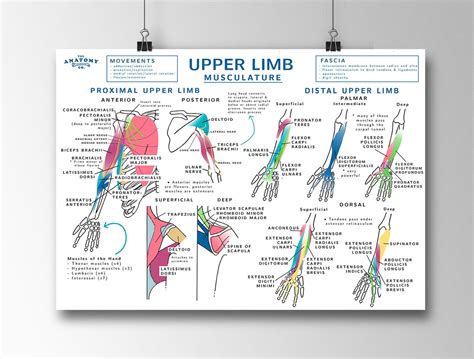 Upper Limb Musculature Anatomy Poster Etsy