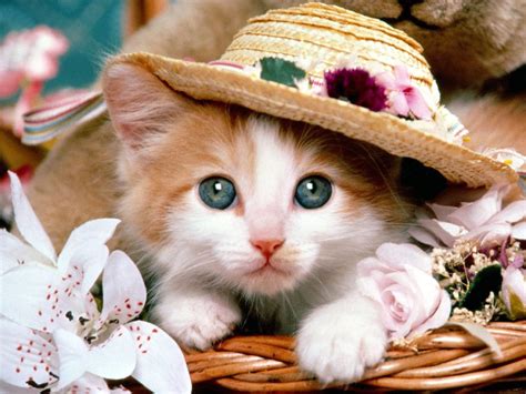 Free Download Cute Baby Kittens Wallpaper Pictures X For