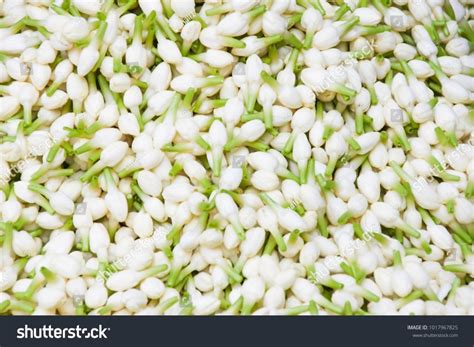 White Fresh Madurai Jasmine At Rs 400kg In Madurai Id 22592947373