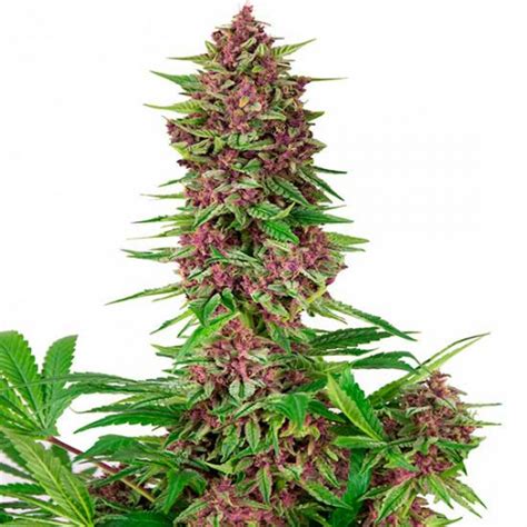 Buddha Purple Kush Cannabis Seeds From Buddha Seeds