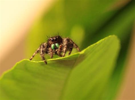 Hopping on the Bold Jumping Spider bandwagon : spiders