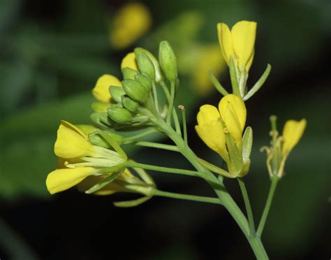 Brassica Juncea L Czern Plants Of The World Online Kew Science