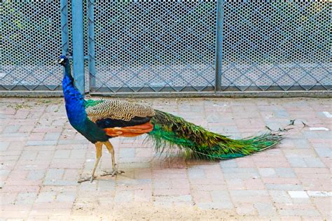 Background Foto Hewan Liar Peacock Bulu Bulu Indah Kebun Binatang