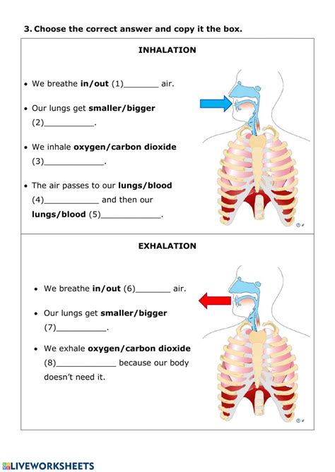 Nutrition 3 Respiratory System Worksheet Physical Education Lessons