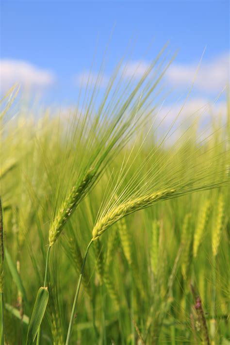 Free Images Sky Meadow Barley Wheat Prairie Sunlight Flower