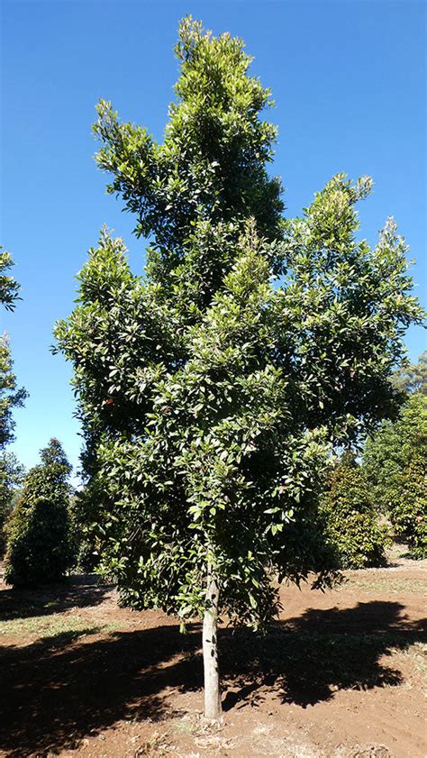 Elaeocarpus Reticulatus Prima Donna Blueberry Ash Australian Native