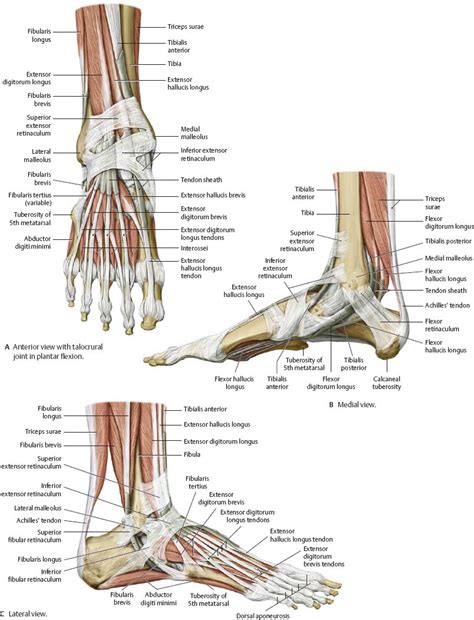 Ankle And Foot Atlas Of Anatomy