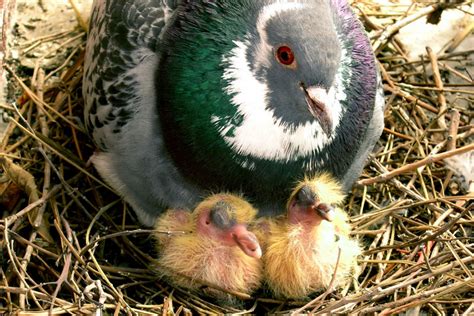 What Is A Baby Pigeon Called Ne Pigeon Supplies