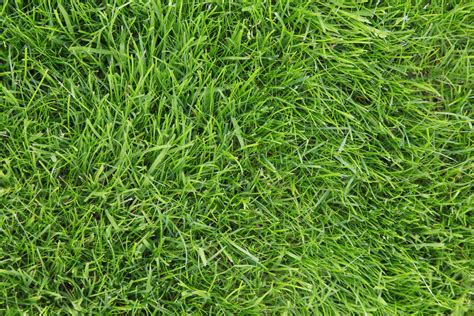 10 Best Types Of Drought Tolerant Lawn Grass