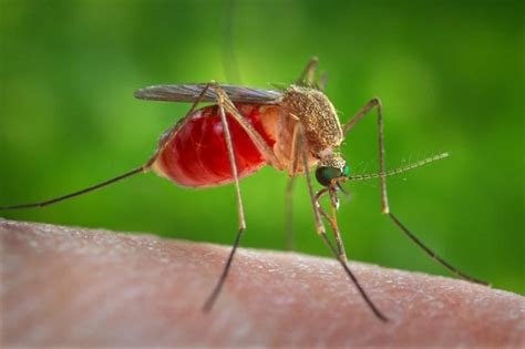 Things You Must Know About Japanese Encephalitis Abs Cbn News