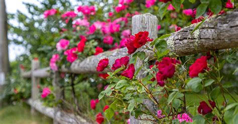 How To Grow And Maintain Beautiful Climbing Roses