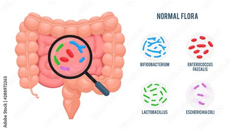 Realistic Flat Vector Illustrationintestine Gut Microflora