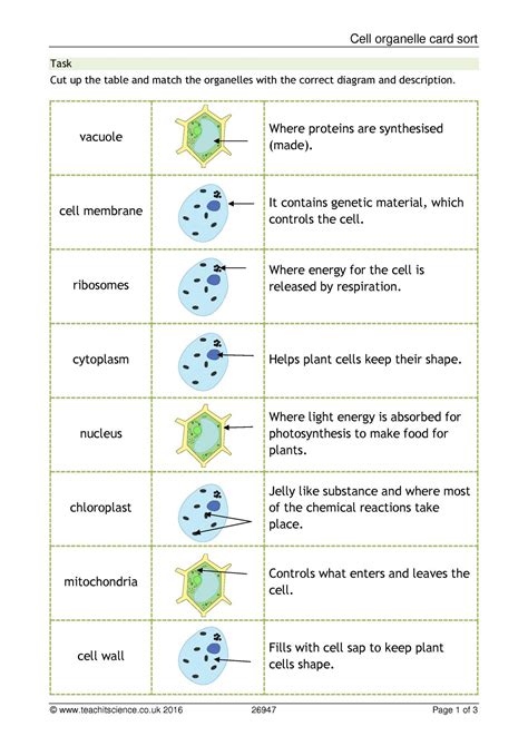 cell organelle card sort db excelcom
