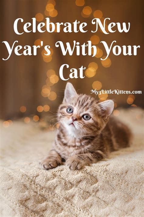 31 new year's puns that are worth celebrating. Celebrate New Year's with Your Cat - My 3 Little Kittens